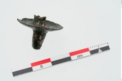 Foto von Bronzehelmniet (NHMW-PRAE-024439)